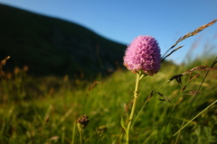 Traunsteinera globosa