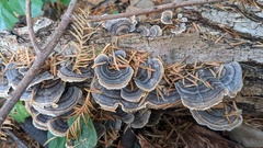 Trametes versicolor