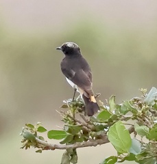 Oenanthe lugubris schalowi