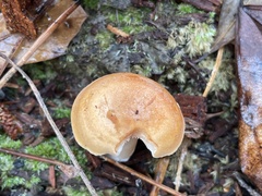 Lactifluus