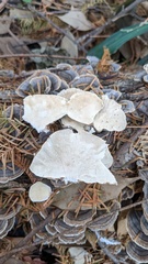 Trametes versicolor