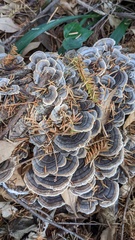 Trametes versicolor