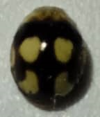 Hyperaspis pseudodonzeli