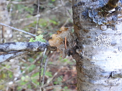 Lobaria anomala