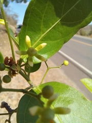 Semialarium mexicanum