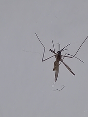 Culiseta longiareolata
