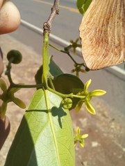 Semialarium mexicanum