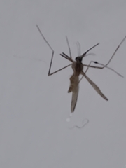 Culiseta longiareolata