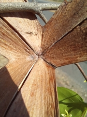 Semialarium mexicanum