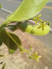 Semialarium mexicanum