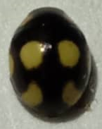 Hyperaspis pseudodonzeli