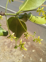 Semialarium mexicanum