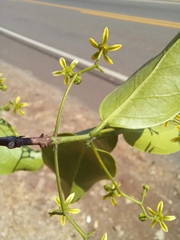 Semialarium mexicanum