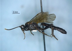 Ichneumonidae