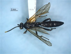 Ichneumonidae