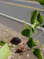 Semialarium mexicanum