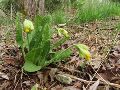 Primula veris macrocalyx
