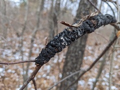 Trichothecium roseum