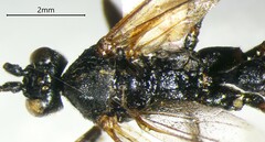 Ichneumonidae