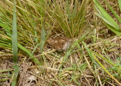 Physalaemus biligonigerus