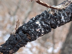 Trichothecium roseum