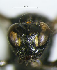 Ichneumonidae