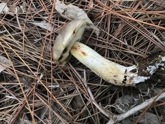 Retiboletus vinaceipes