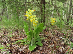 Primula veris macrocalyx