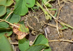 Leptodactylus latinasus