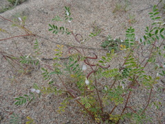 Astragalus ophiocarpus
