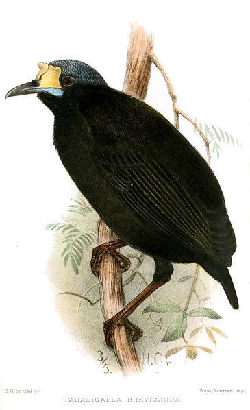 Short-Tailed Paradigalla