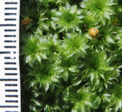 Rhodobryum