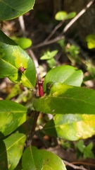 Escalloniales