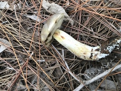 Retiboletus vinaceipes