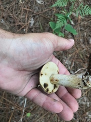 Retiboletus vinaceipes