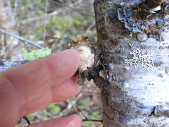 Lobaria anomala