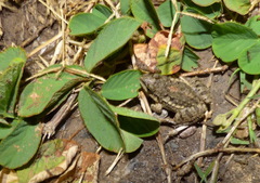 Leptodactylus latinasus