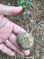 Retiboletus vinaceipes