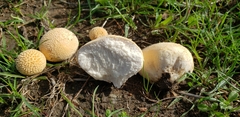 Lycoperdon pratense