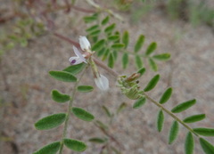 Astragalus ophiocarpus