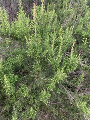 Erica arborea
