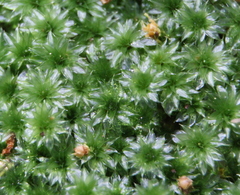 Rhodobryum