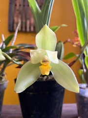 Lycaste