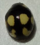 Hyperaspis pseudodonzeli