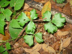 Waldsteinia fragarioides