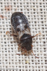 Dimorphopterus brachypterus