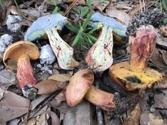 Exsudoporus floridanus