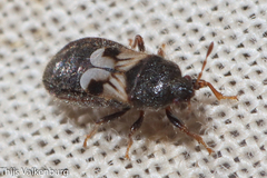 Dimorphopterus brachypterus