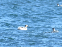 Podiceps occipitalis