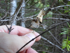 Lobaria anomala